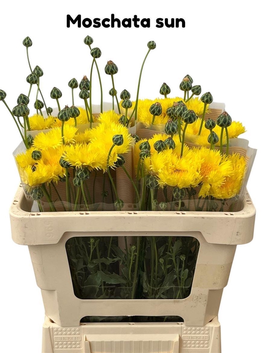 <h4>Centaurea Moschata Sun</h4>