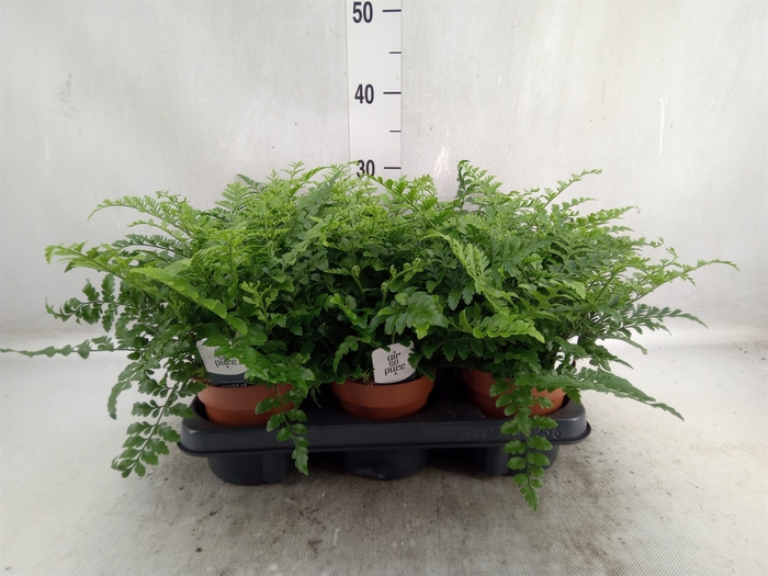 <h4>Asplenium parvati</h4>