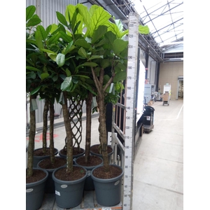 Ficus lyrata