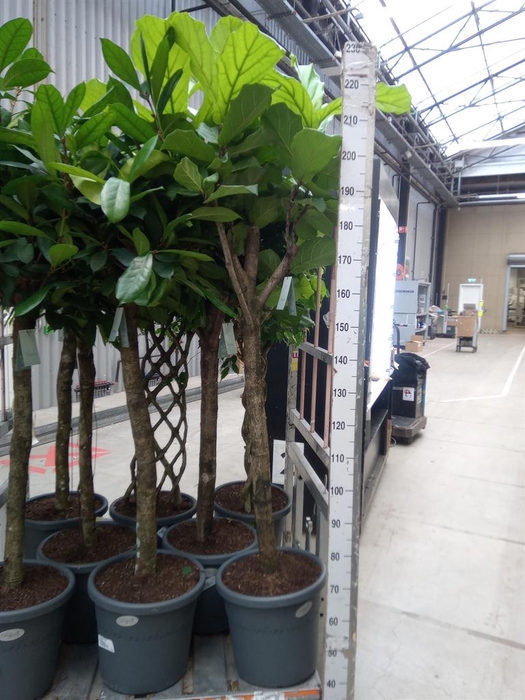 <h4>Ficus lyrata</h4>