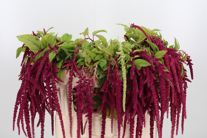 <h4>Amaranthus Hang Rood</h4>