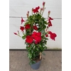 Dipladenia dubbelboog Topaz Vermillion