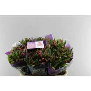 Alstr Bubblicious (d.rose)xx