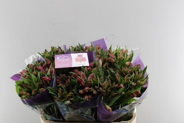 <h4>Alstr Bubblicious (d.rose)xx</h4>