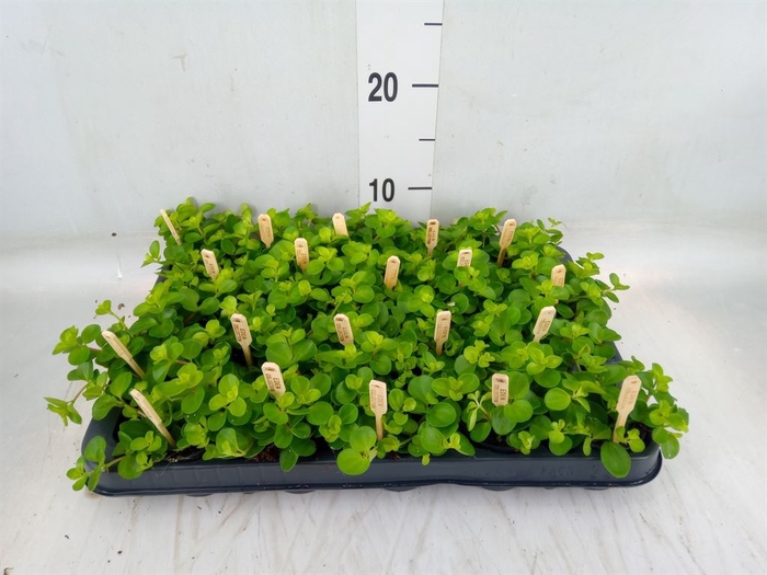 <h4>Peperomia rotundifolia</h4>