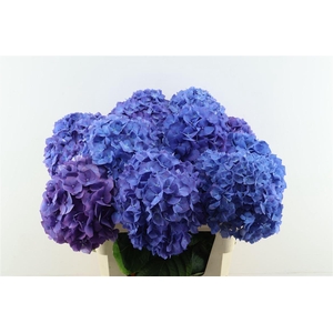 Hydr M Pimpernel 80-22