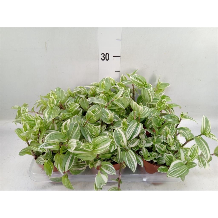 <h4>Tradescantia   ...</h4>