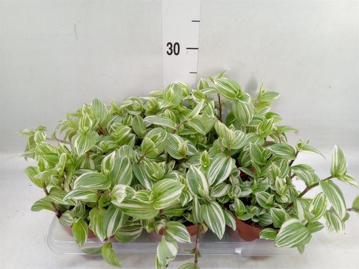 <h4>Tradescantia   ...</h4>