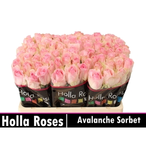 RS GR AVALANCHE SORBET+ R GR AVALAN