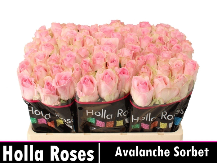 <h4>RS GR AVALANCHE SORBET+ R GR AVALAN</h4>