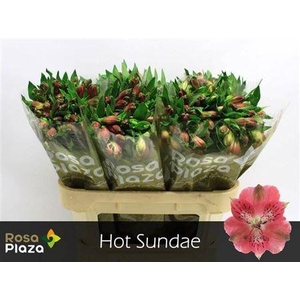 Alstroemeria Hot Sundae