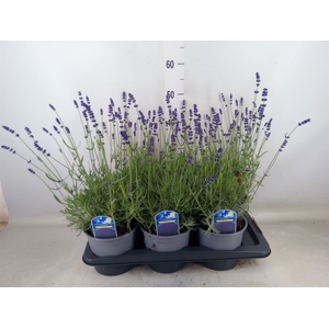 Lavandula angus. 'Hidcote'