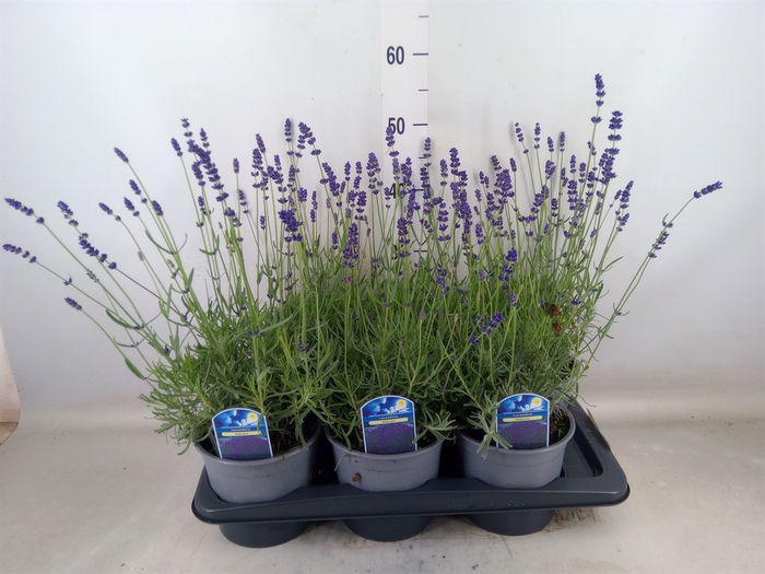 <h4>Lavandula angus. 'Hidcote'</h4>