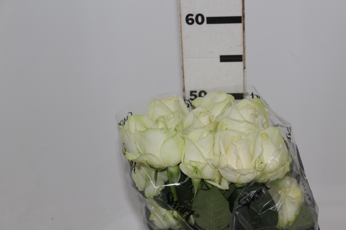 <h4>ROSA AVALANCHE 050 CM ESTUFA</h4>