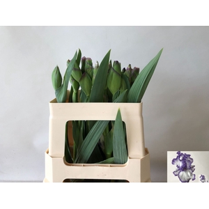 IRIS OVERIG IRIS BUITEN OV
