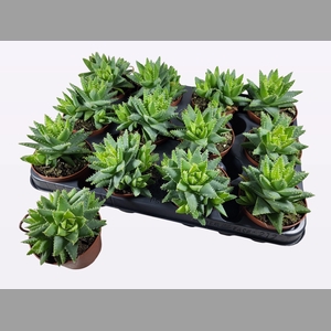 ALOE BREVIFOLIA
