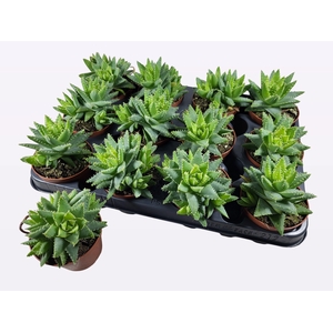 ALOE BREVIFOLIA
