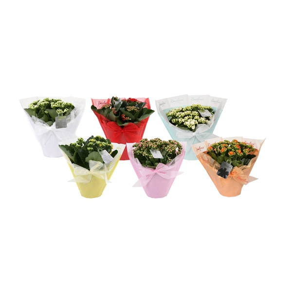 <h4>KP-730.1 -Kalanchoe Rosalina 15cm in Pastel Gifts</h4>