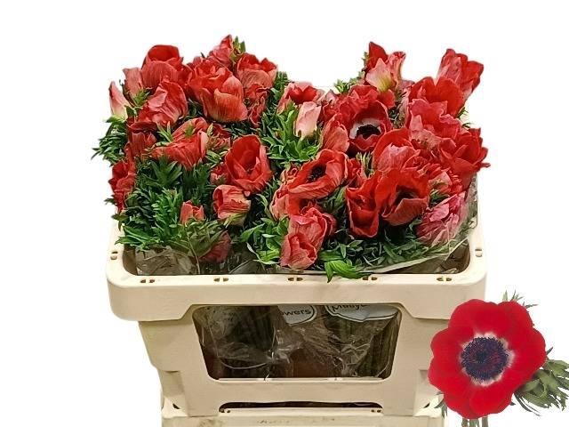 <h4>Anem Co Galil Rood</h4>