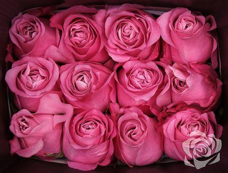 <h4>R GR MIX EQ 50cm</h4>