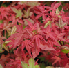 Acer palmatum