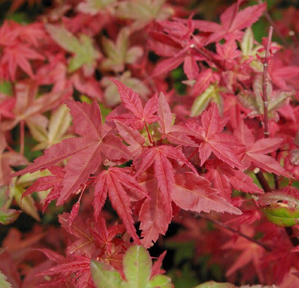Acer palmatum