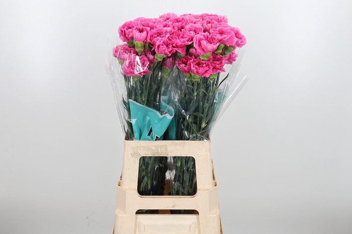 <h4>Di St Mozart</h4>