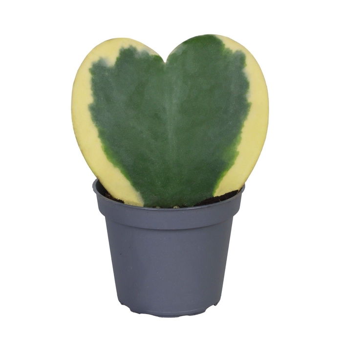<h4>HOYA KERRII</h4>