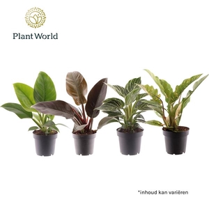Philodendron gemengd div. soorten P12