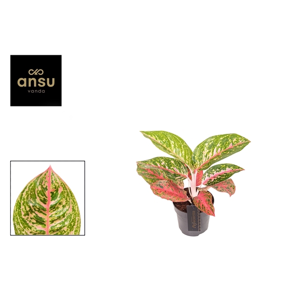 <h4>Aglaonema Red Reflections</h4>