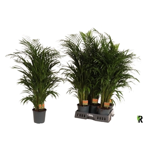 DYPSIS LUTESCENS