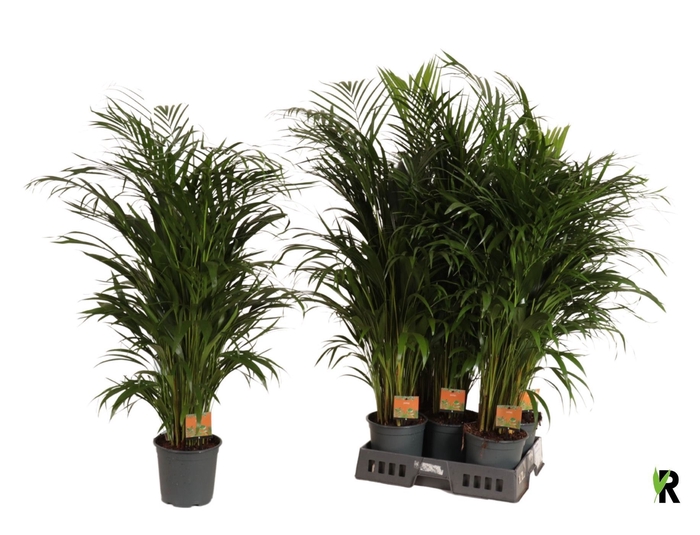 <h4>DYPSIS LUTESCENS</h4>