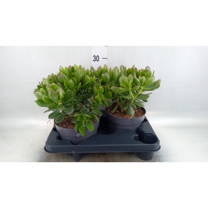Crassula  'Minova Magic'