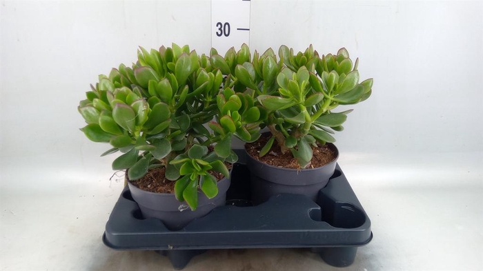 <h4>Crassula 'Minova Magic'</h4>