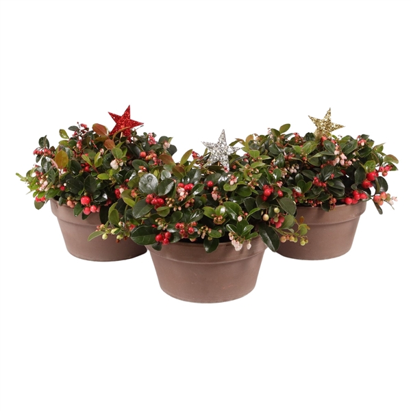 <h4>Gaultheria Big Berry in schaal, P20 terracotta met glitter ster bijsteker</h4>