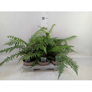 Dicksonia antarctica