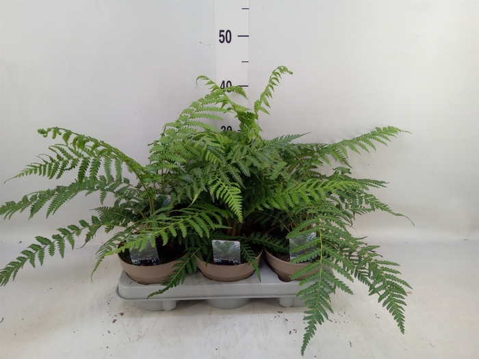 <h4>Dicksonia antarctica</h4>