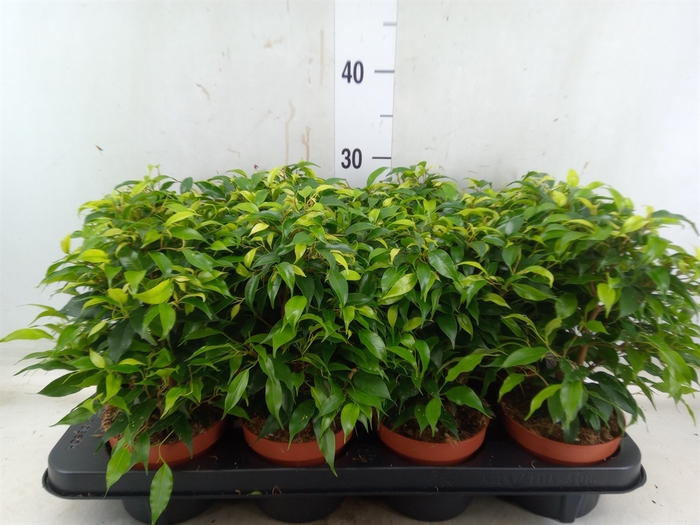 <h4>Ficus benja. 'Green Kinky'</h4>
