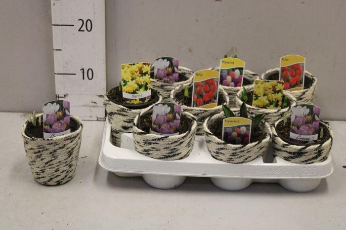 <h4>BOLBLOEMEN GEM</h4>