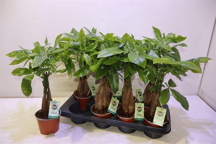 <h4>arr8 Pachira Aquatica</h4>
