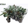 Ctenanthe Compactsta
