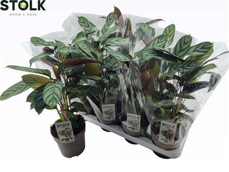 Ctenanthe Compactsta