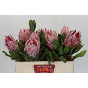 Protea Cynaroides