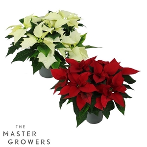 Poinsettia Mix 13cm Rood/Wit 5 Bloem