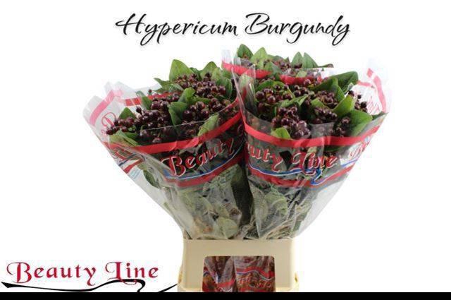 <h4>HYP GLOBO BURGUNDY</h4>