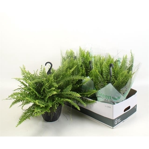 Nephrolepis ex.  green Moment 19Ø 60cm