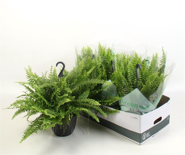 Nephrolepis ex.  green Moment 19Ø 60cm