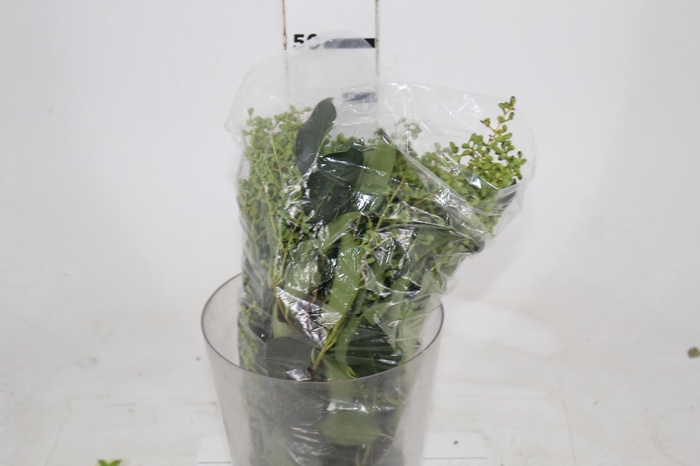 <h4>SEMENTE DE LEGUSTRO</h4>