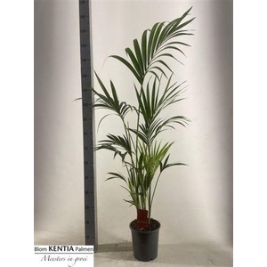 Howea Forsteriana 4pp