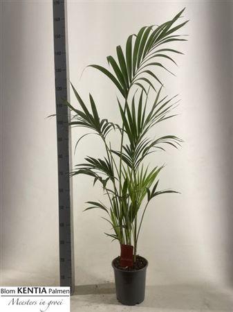 <h4>Howea Forsteriana 4pp</h4>